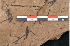 Foto (Detailansicht) von Sequoia hardtii Endl. (NHMW-GEO-2024-0188-8254)